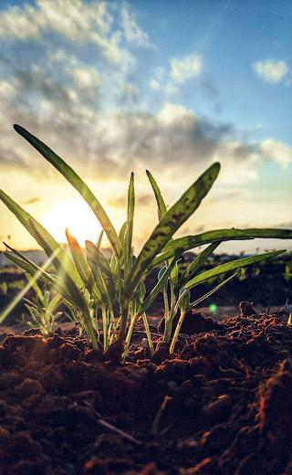 Agriculture Agriculture
